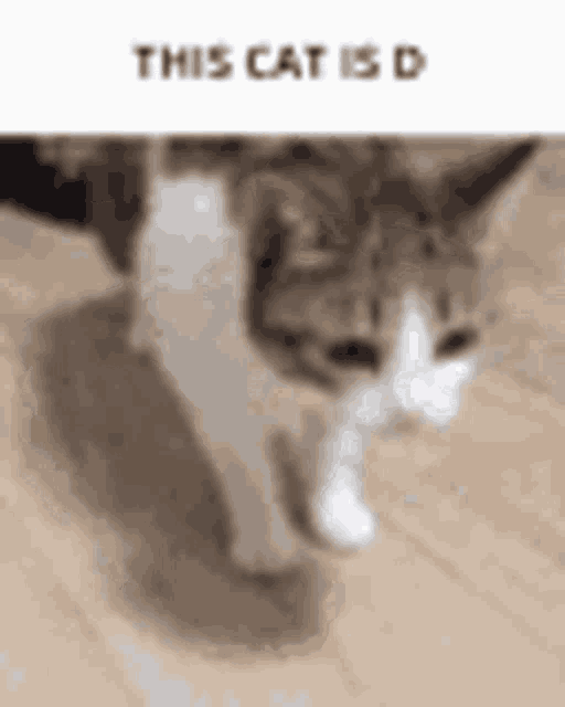 a cat is walking on a wooden floor with the words `` this cat is d '' written above it .