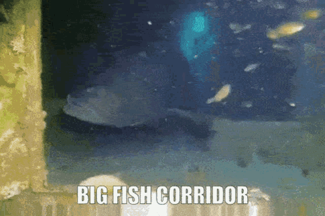 Bigfish GIF - Bigfish GIFs