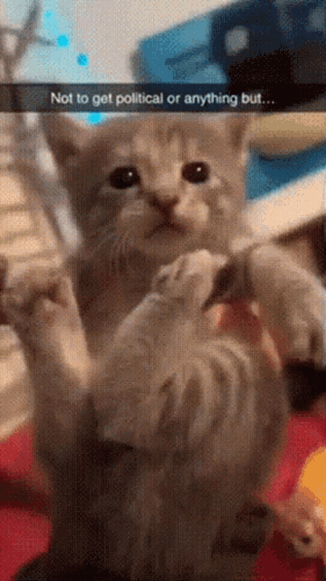 Cat Cat Air Biscuit GIF - Cat Cat Air Biscuit Cat Biscuit GIFs