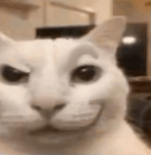 a close up of a white cat 's face with a smiling face .