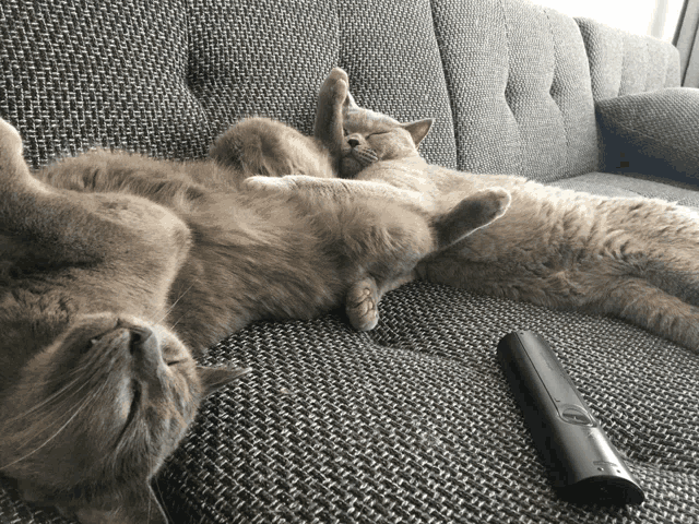 two cats are laying on a couch next to a remote
