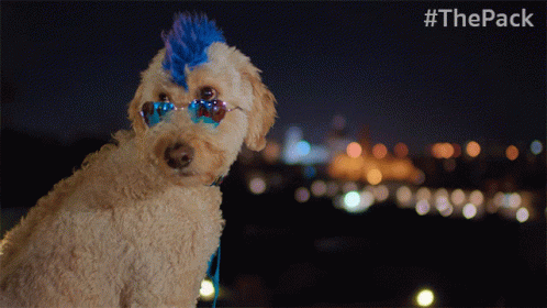 Walk Away The Pack GIF - Walk Away The Pack Dog With Glasses GIFs
