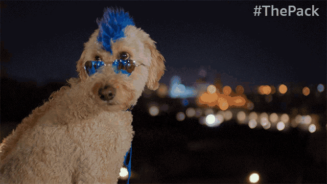 a dog wearing sunglasses and a mohawk with the hashtag #thepack on the bottom right