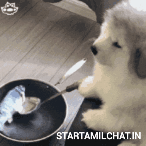 a puppy is holding a spoon over a pot and the website starttamilchat.in is below it
