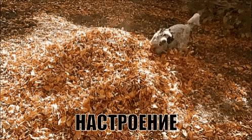 осеннее настроение собака прыгает играет в листьях GIF - Autumn Mood Dog GIFs