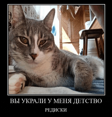 a gray and white cat laying on a blanket with a caption in a foreign language