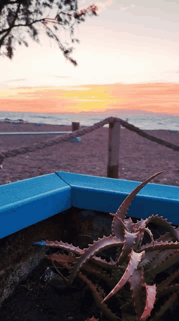 a plant with sharp thorns sits in front of a sunset over the ocean