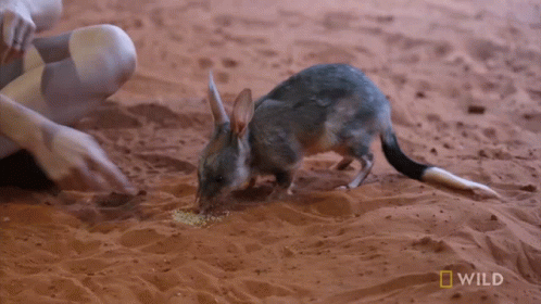 Eating Food National Geographic GIF