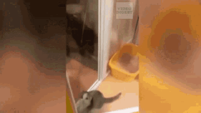 Happy Cat Jumping GIF - Happy Cat Jumping Kitty GIFs