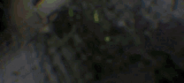 a blurry picture of a dark forest with a green light coming out of the trees .