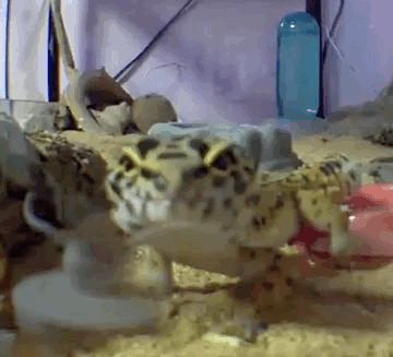 Leopard Gecko Minilla GIF - Leopard Gecko Minilla Lick GIFs