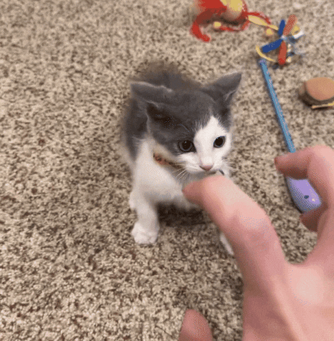 a gray and white kitten is playing with a toy on the floor