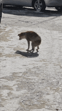 a dog is walking on a snowy road in front of a car