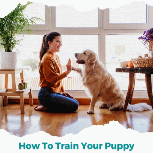 Puppy Train Dog GIF - Puppy Train Dog Pet GIFs