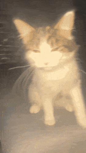 a blurry picture of a cat sitting on a table with its eyes closed .