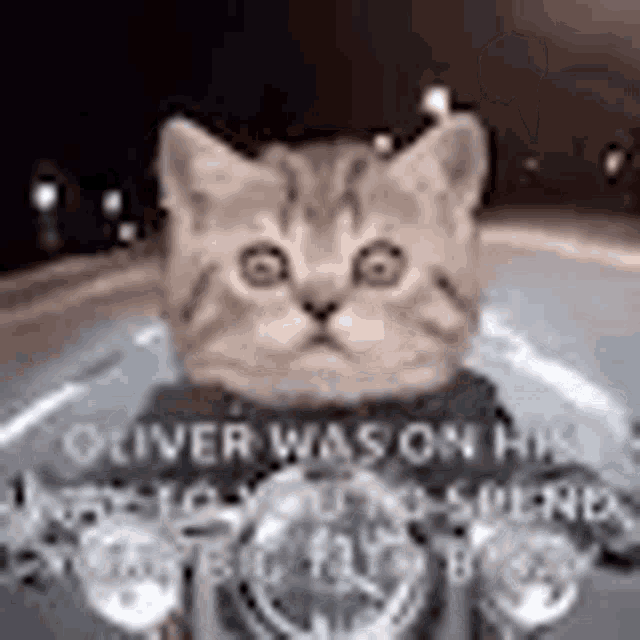a cat is sitting in the back seat of a car with its head on a steering wheel .