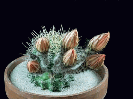 Cactus Flower Time Lapse GIF - Cactus Flower Flower Time Lapse GIFs