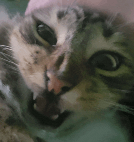 a close up of a cat 's face with a pink background