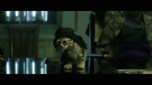 - GIF - Cat Look Table GIFs