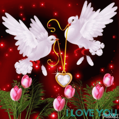 I Love You Dove GIF - I Love You Dove Anh GIFs