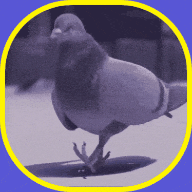 a pigeon is standing on its hind legs in a yellow circle