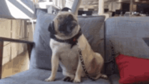 a pug dog is sitting on a couch with a red pillow