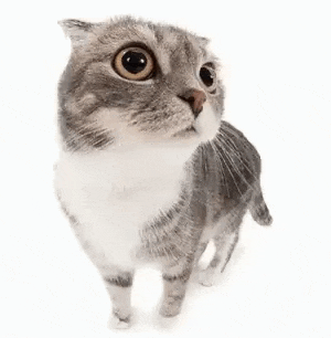 a scottish fold cat is standing on a white background and looking up .