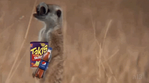 Meerkat Animal GIF - Meerkat Animal Eyes GIFs