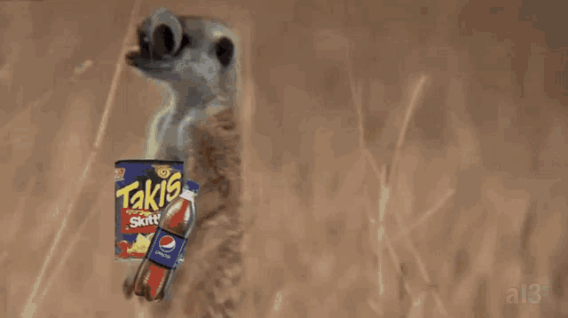 a meerkat wearing googly eyes looks at the camera .