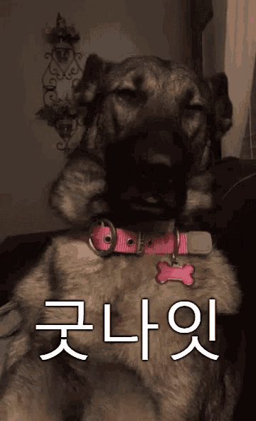 a dog wearing a pink collar with a pink bone tag on it