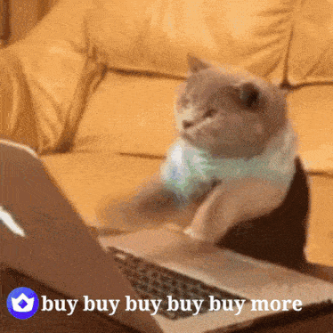 Cat Buy More Roy GIF - Cat Buy More Roy Cat Buy Roy GIFs