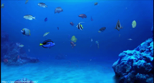 Fish Nature GIF - Fish Nature Sea GIFs