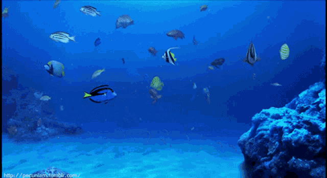 a computer generated image of a coral reef with fish swimming around