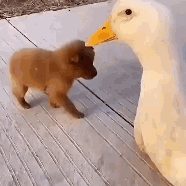 a small brown dog standing next to a white duck on a sidewalk