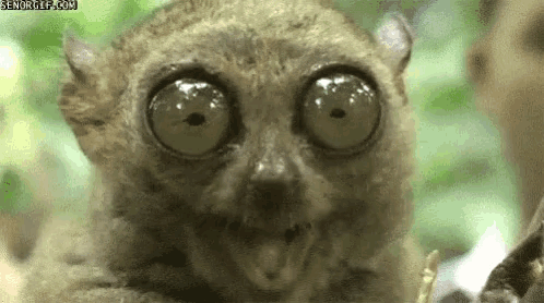 a close up of a lemur 's face with big eyes and a gif from senorgif.com