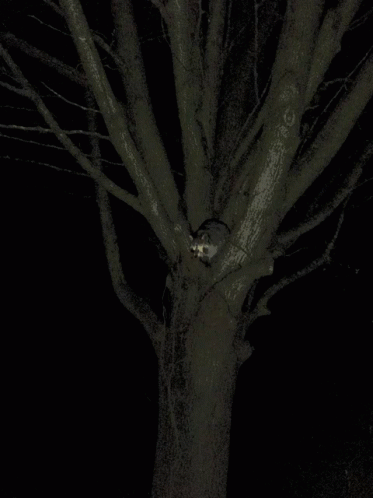 One Tree Hill Cat GIF - One Tree Hill Cat Tree GIFs