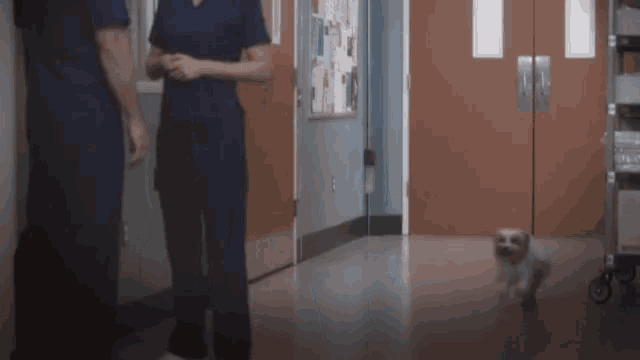 a small white dog is walking down a hallway next to a man and a woman in scrubs .