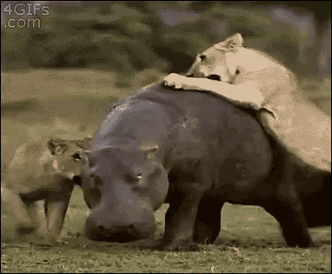 Leones Atacando Hipopotamos GIF - Hippo Lions Attacked GIFs