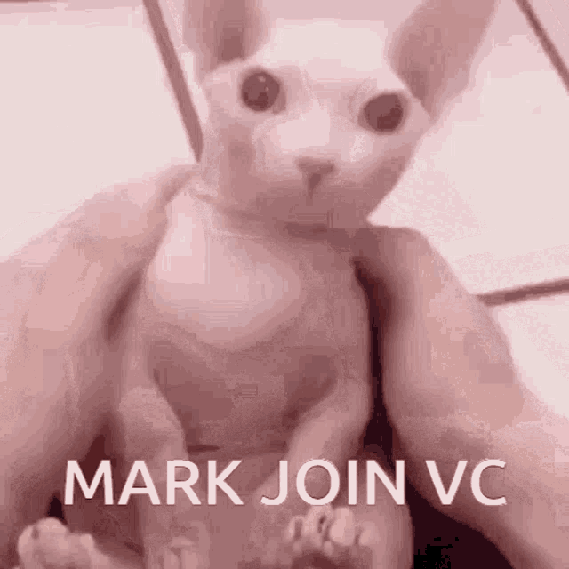 a person is holding a hairless cat with the words mark join vc on the bottom