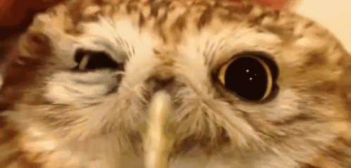 Owl Cute GIF - Owl Cute Pet GIFs
