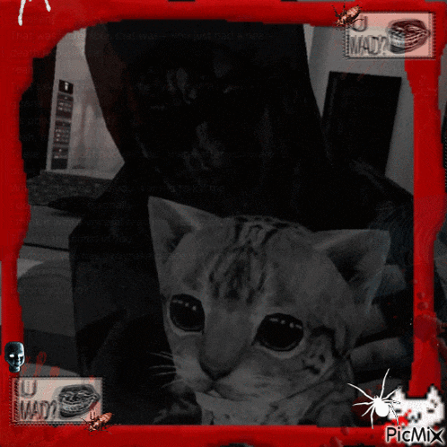 a picture of a cat in a red frame that says u mad ?