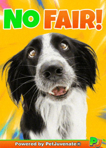 a poster with a black and white dog and the words no fair