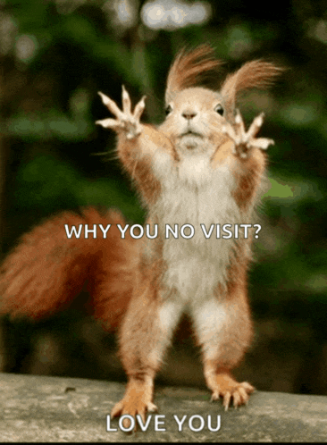 a picture of a squirrel with a caption that says why you no visit