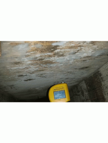 Mold Inspection Mold Inspection In La GIF - Mold Inspection Mold Inspection In La GIFs