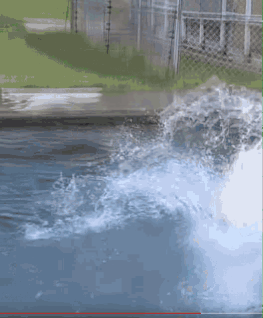 Bear GIF