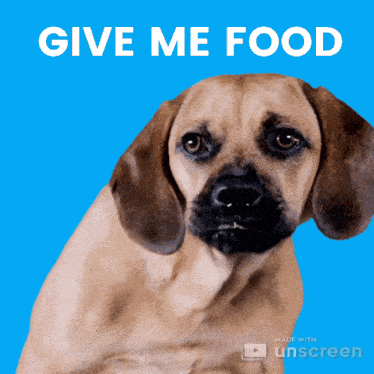 Give Me Food Hungry GIF - Give Me Food Hungry Hungry Dog GIFs