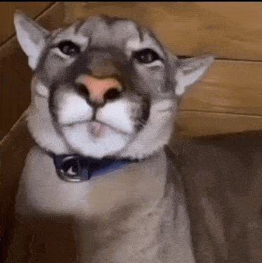 a close up of a cat wearing a blue collar and looking at the camera .