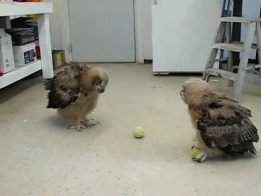 Explain This GIF - Animals Birds Owls GIFs