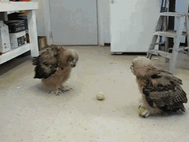 two owls are playing with a tennis ball in a room with a chicken box on the shelf
