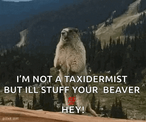a groundhog says i 'm not a taxidermist but ill stuff your beaver
